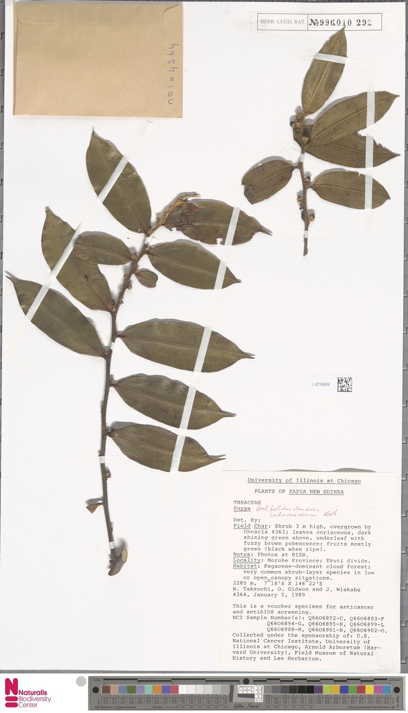 Archboldiodendron calosericeum photo 2