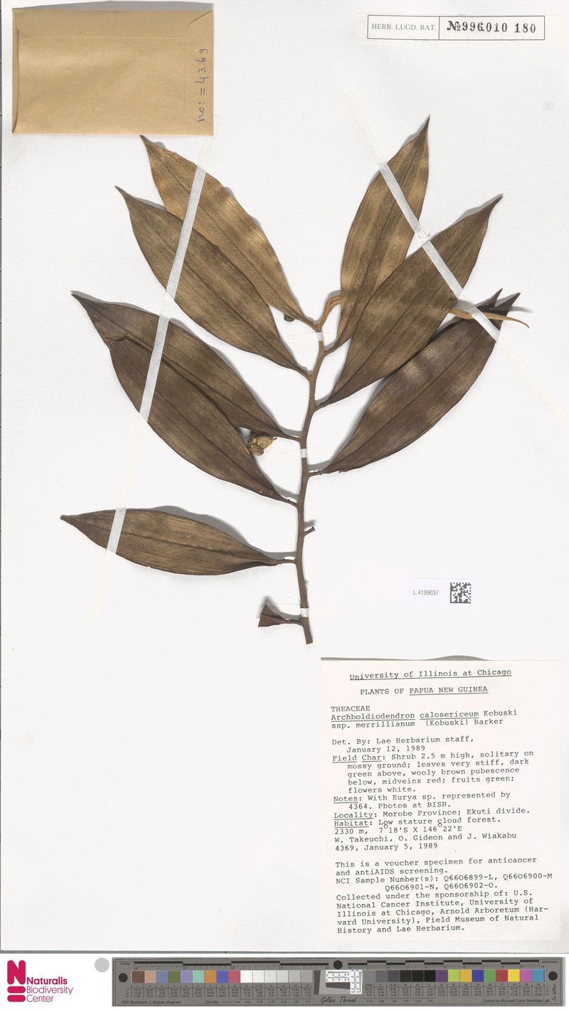 Archboldiodendron calosericeum photo 3