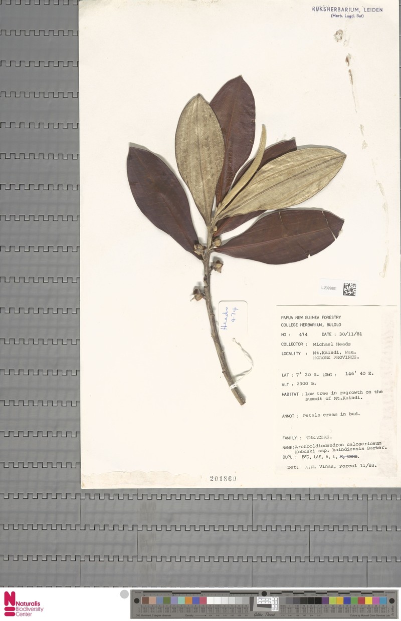 Archboldiodendron calosericeum photo 4