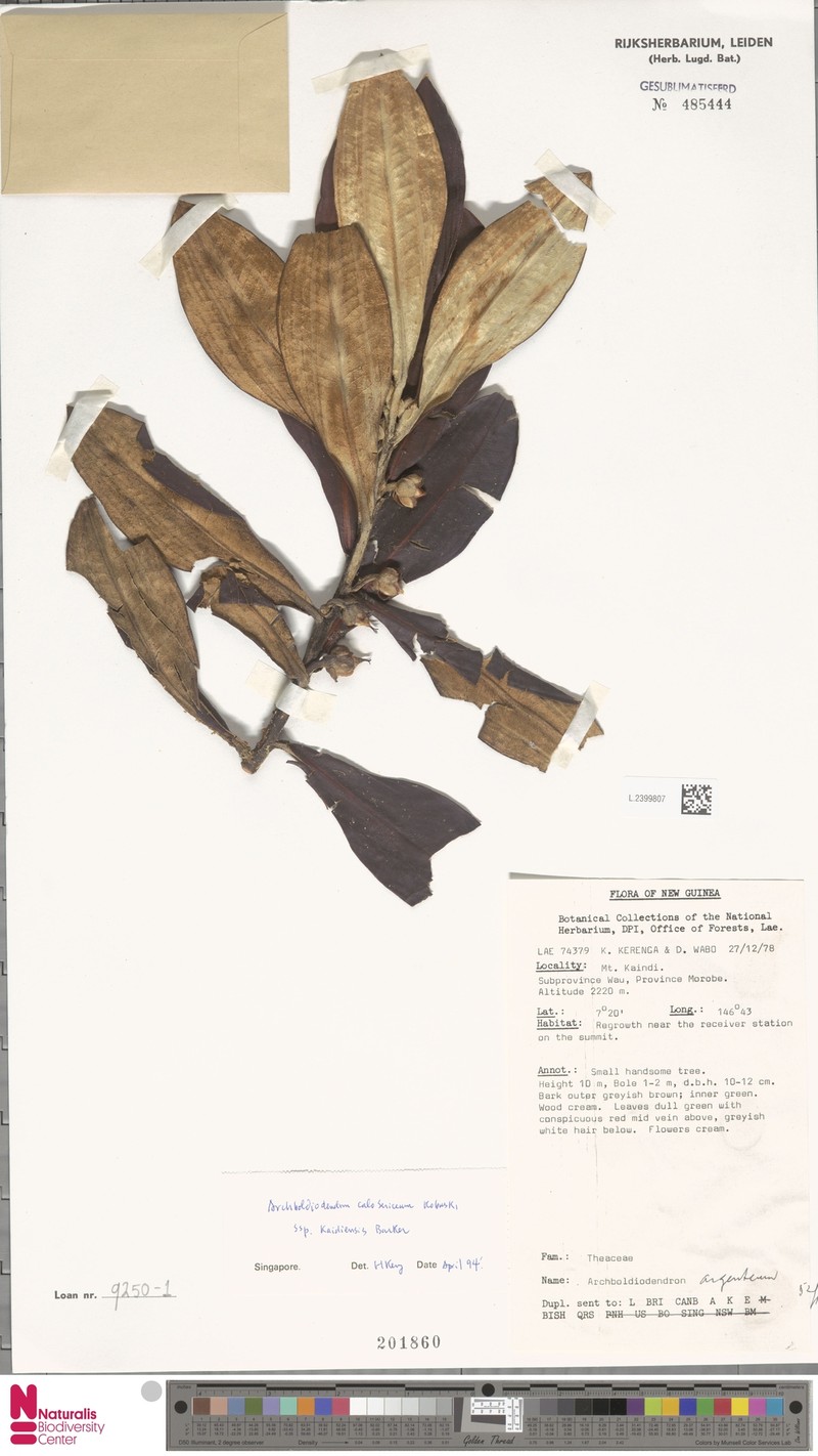 Archboldiodendron calosericeum photo 5