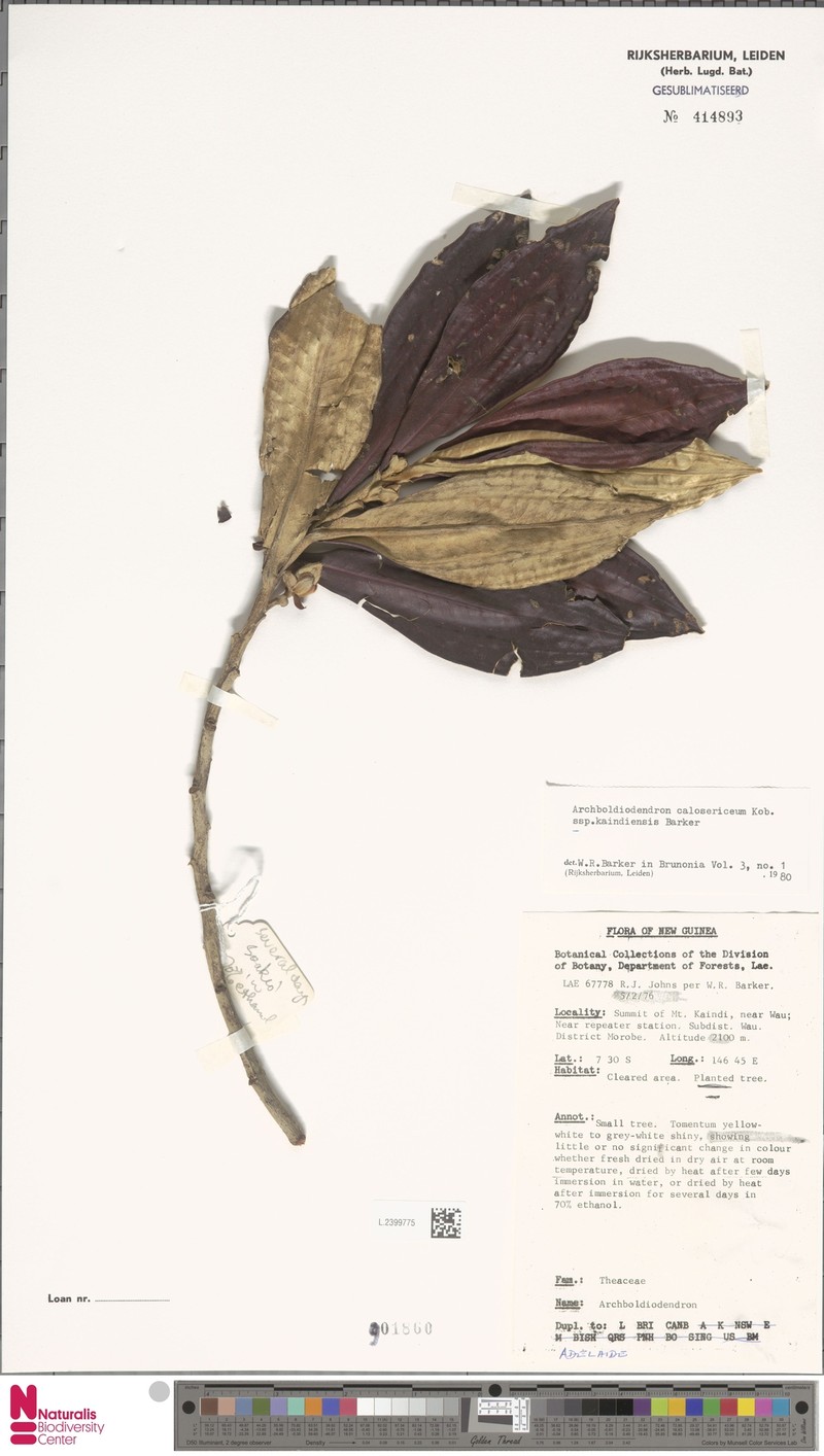 Archboldiodendron calosericeum photo 6
