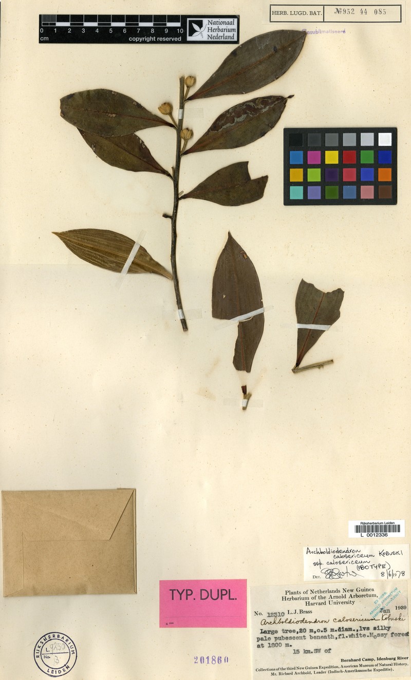 Archboldiodendron calosericeum subsp. calosericeum
