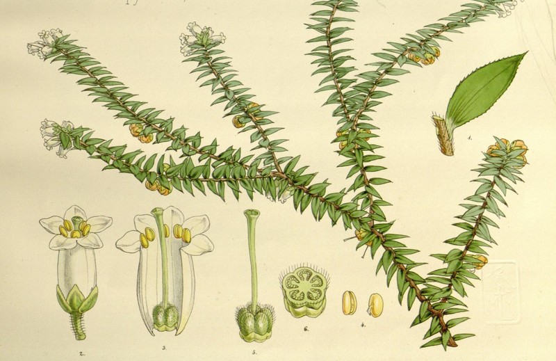Archeria eriocarpa