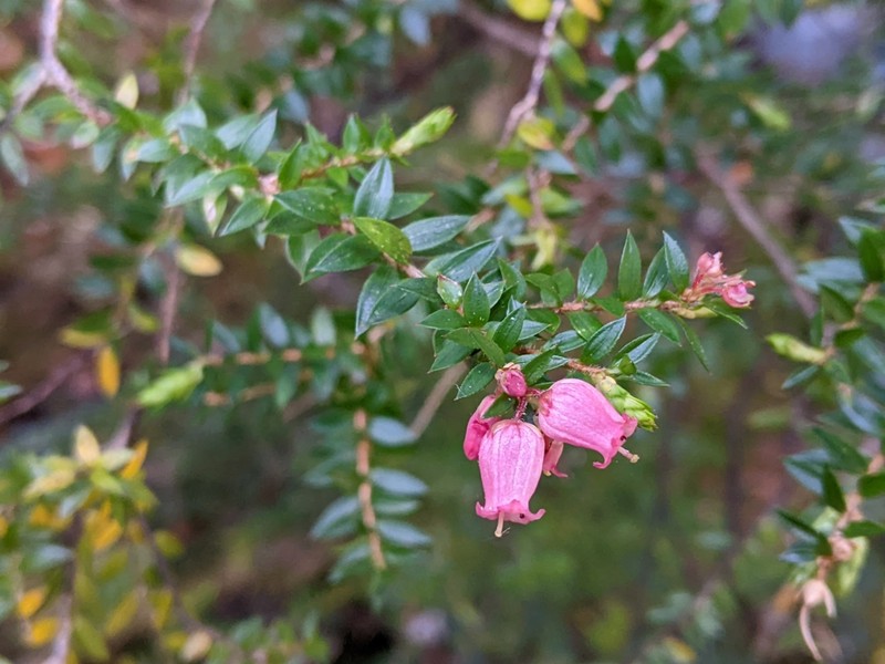 Archeria eriocarpa photo 2