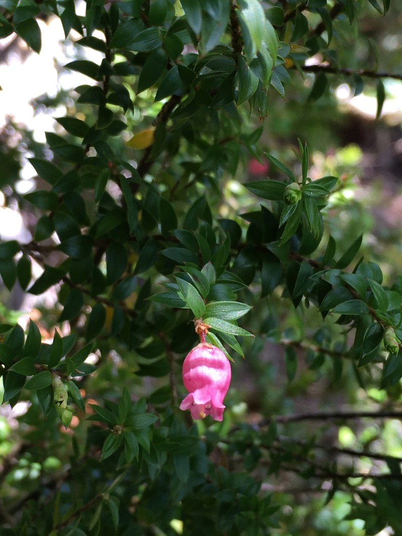 Archeria eriocarpa photo 3