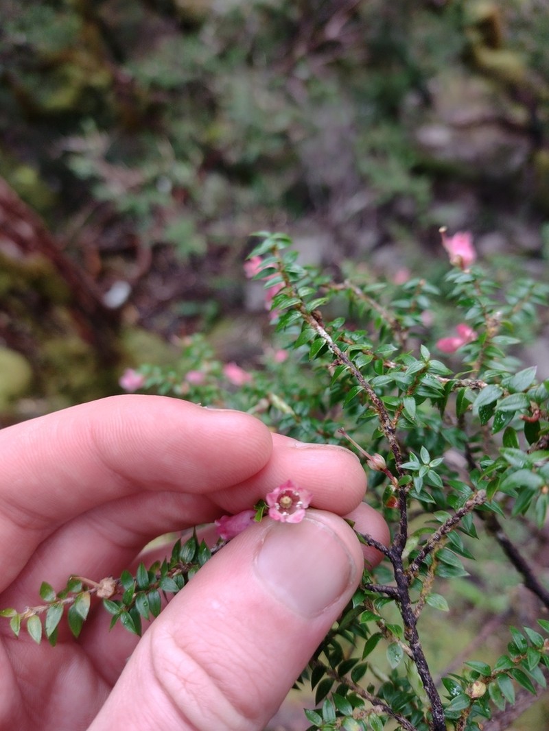 Archeria eriocarpa photo 4