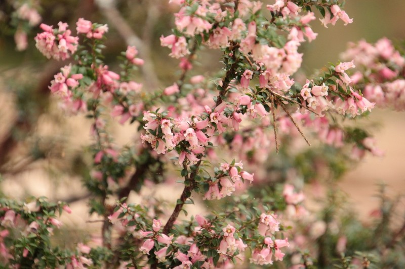 Archeria eriocarpa photo 5