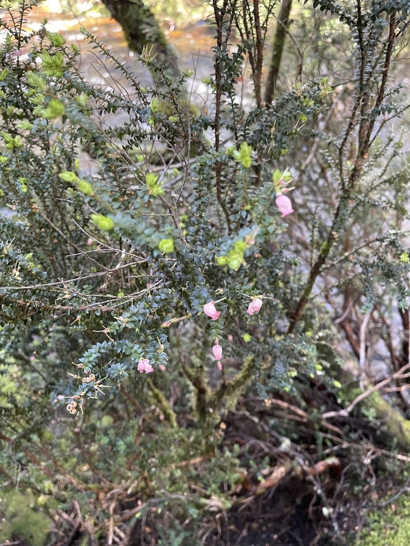 Archeria eriocarpa photo 6