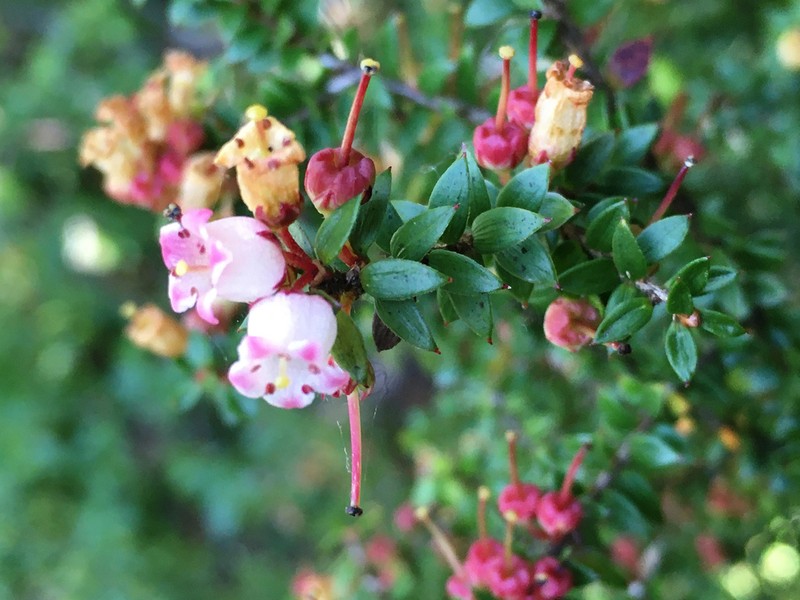 Archeria eriocarpa photo 7