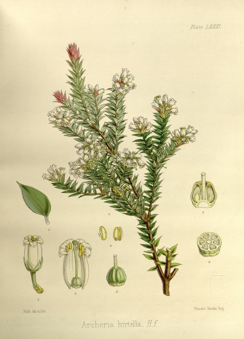 Archeria hirtella