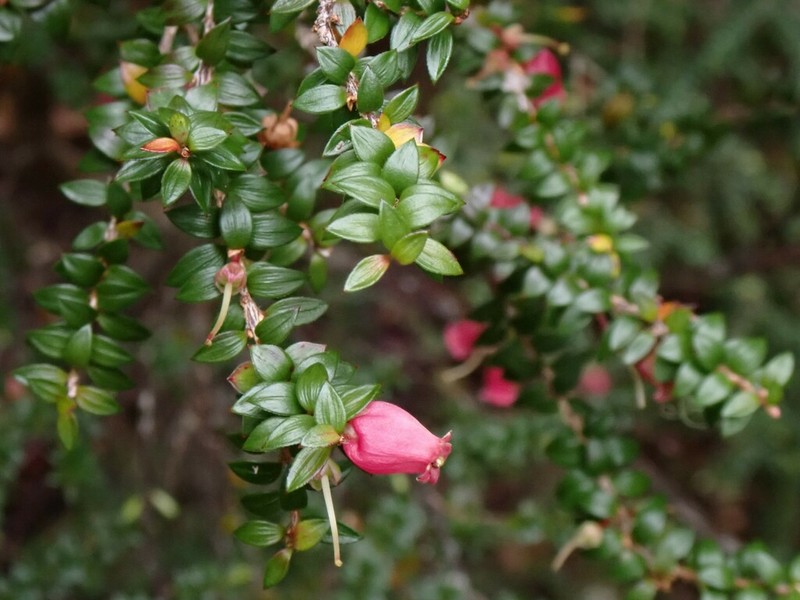 Archeria hirtella photo 2