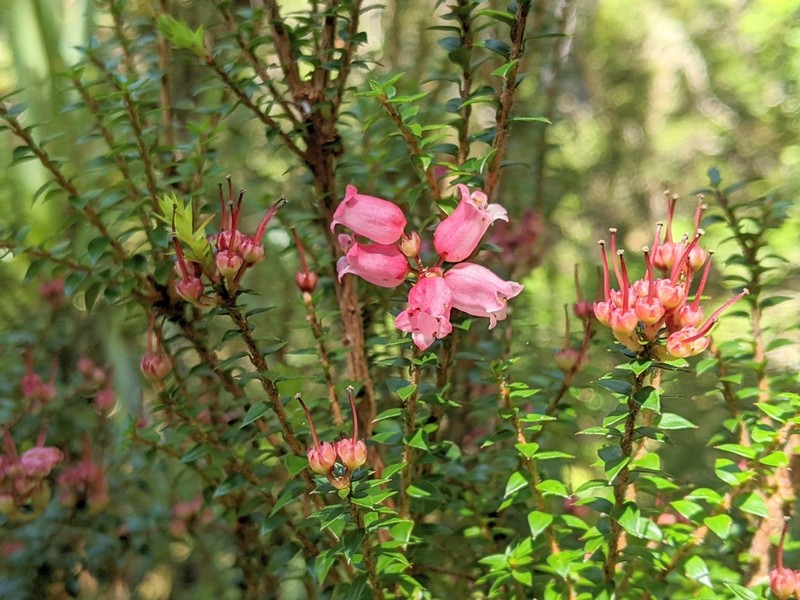 Archeria hirtella photo 3