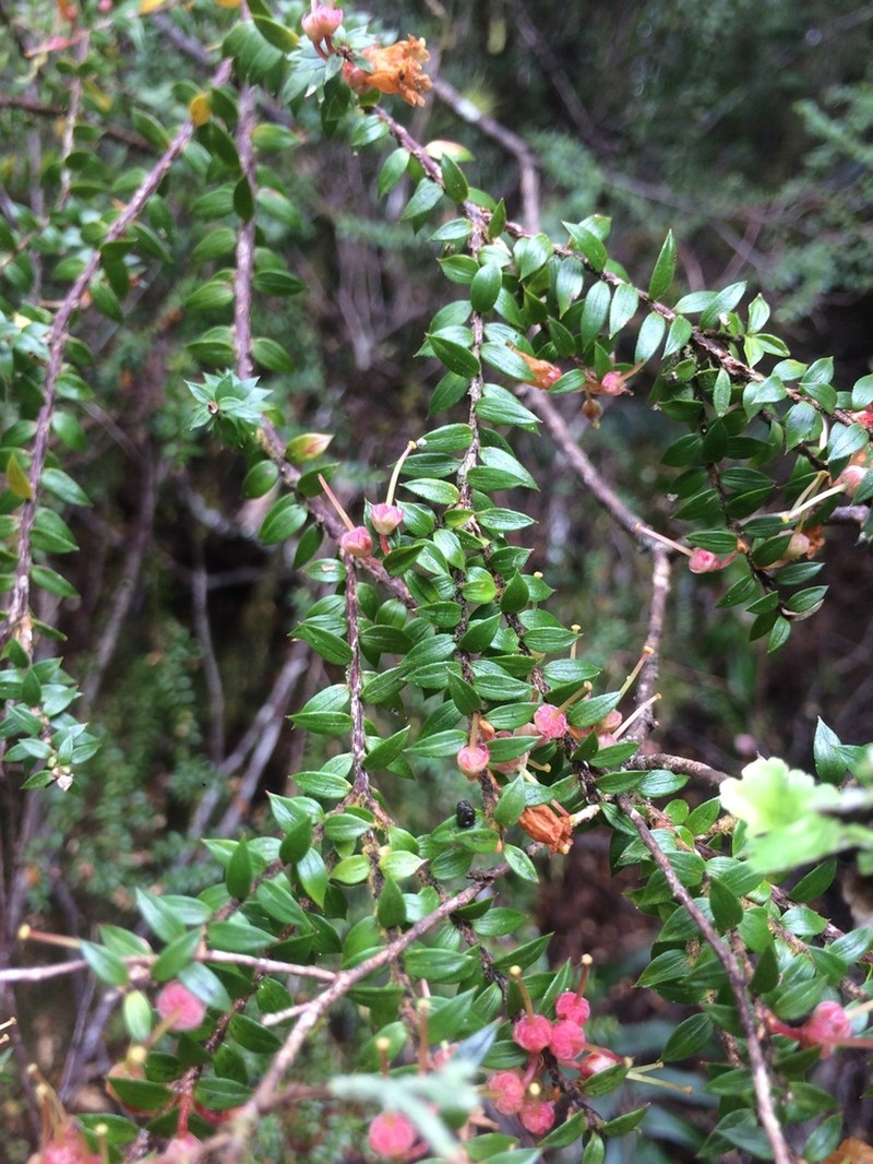 Archeria hirtella photo 4