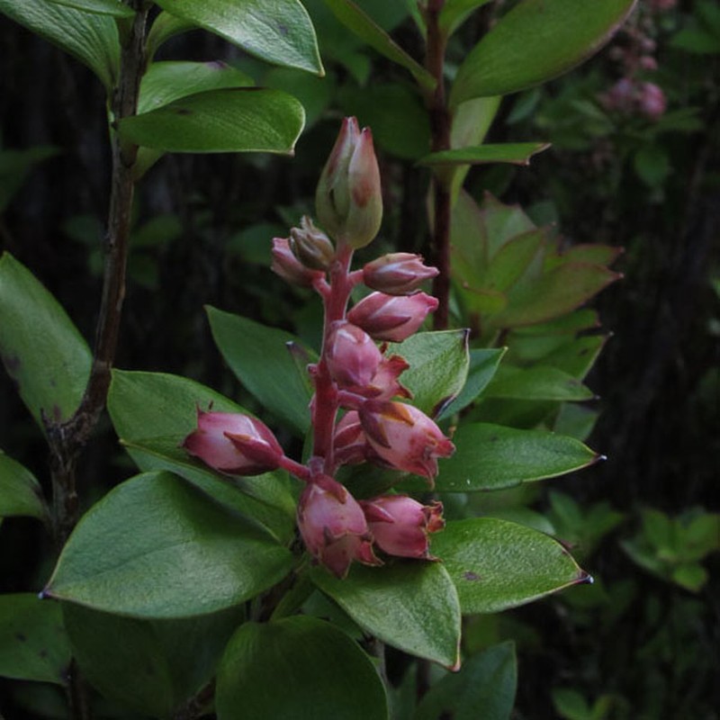 Archeria racemosa