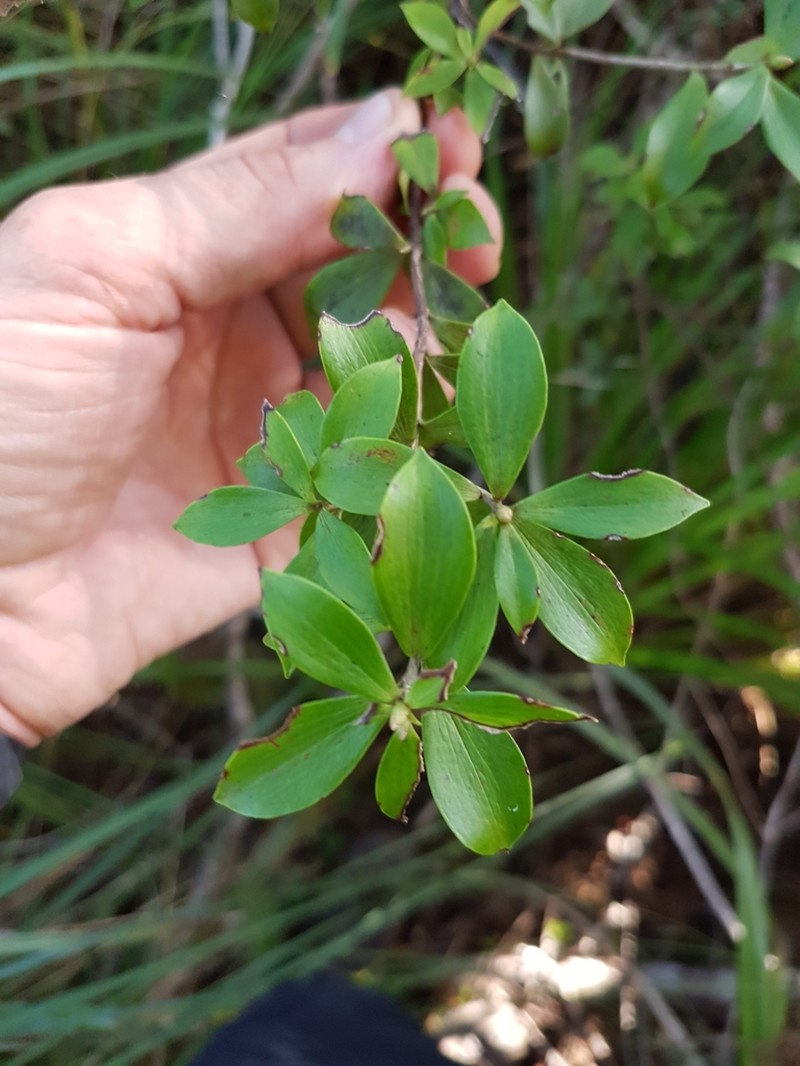 Archeria racemosa photo 2