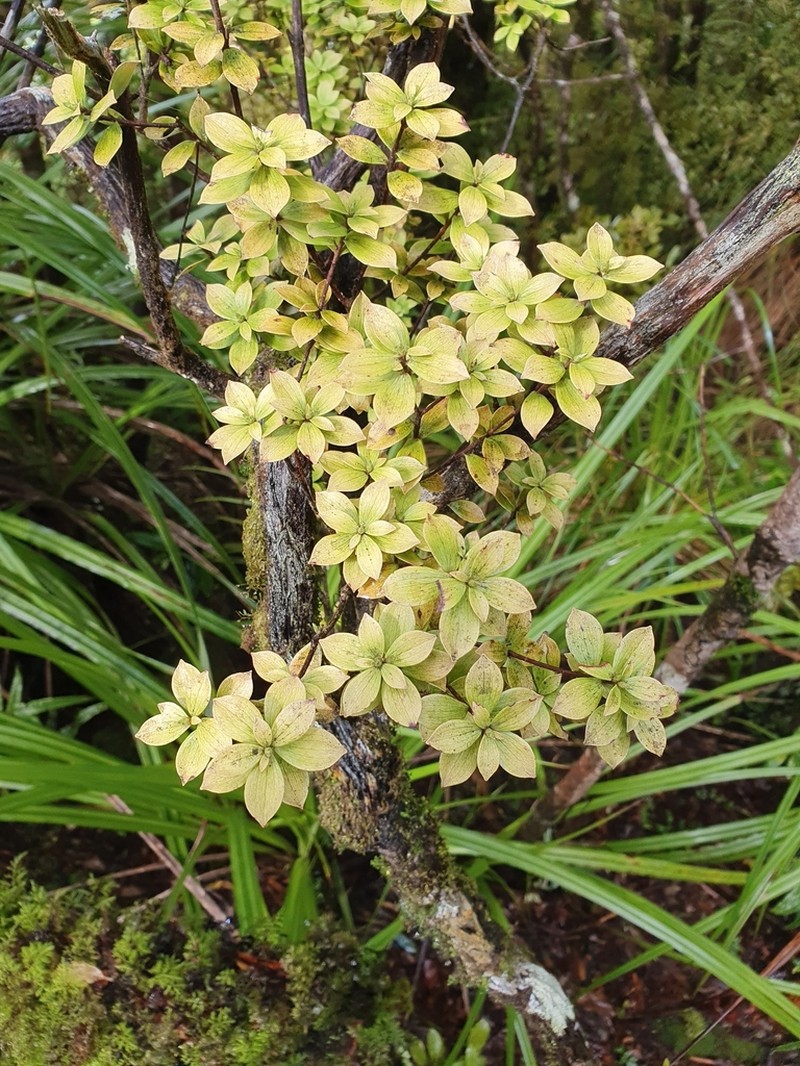Archeria racemosa photo 3
