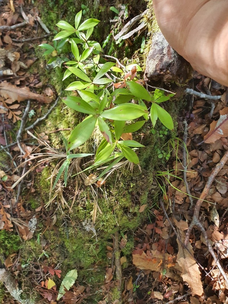 Archeria racemosa photo 5