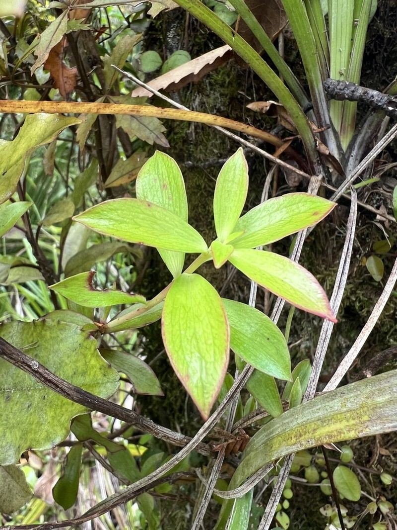 Archeria racemosa photo 6