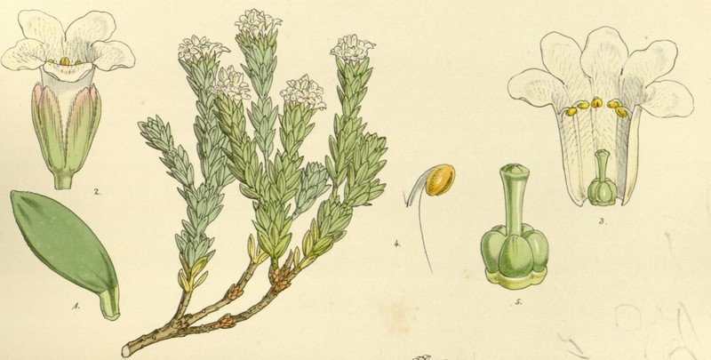 Archeria serpyllifolia