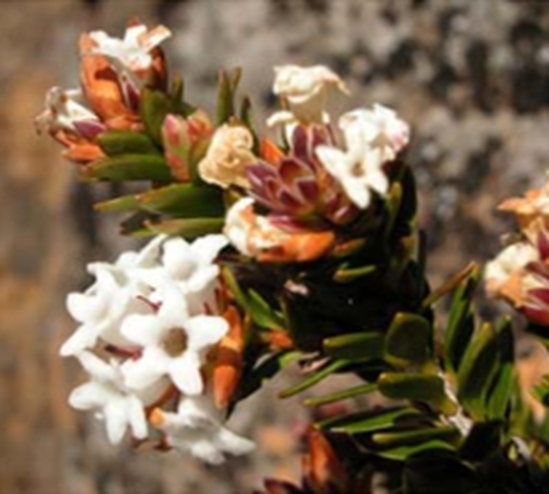 Archeria serpyllifolia photo 2