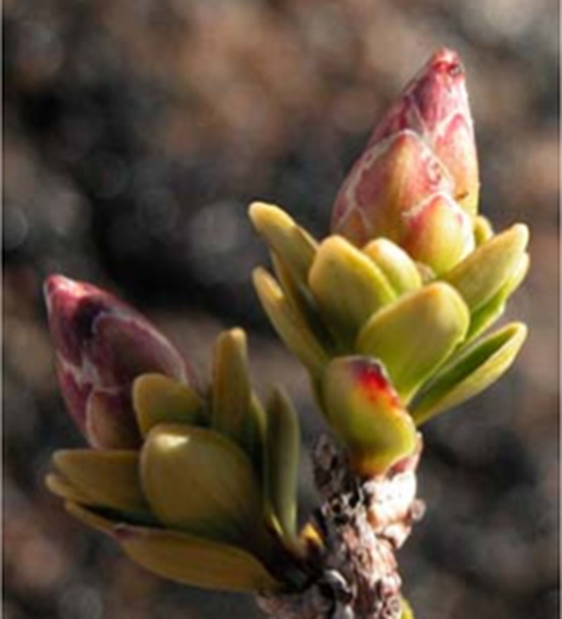 Archeria serpyllifolia photo 3