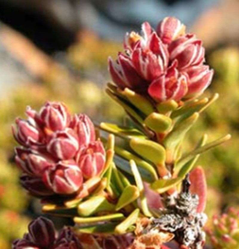 Archeria serpyllifolia photo 4