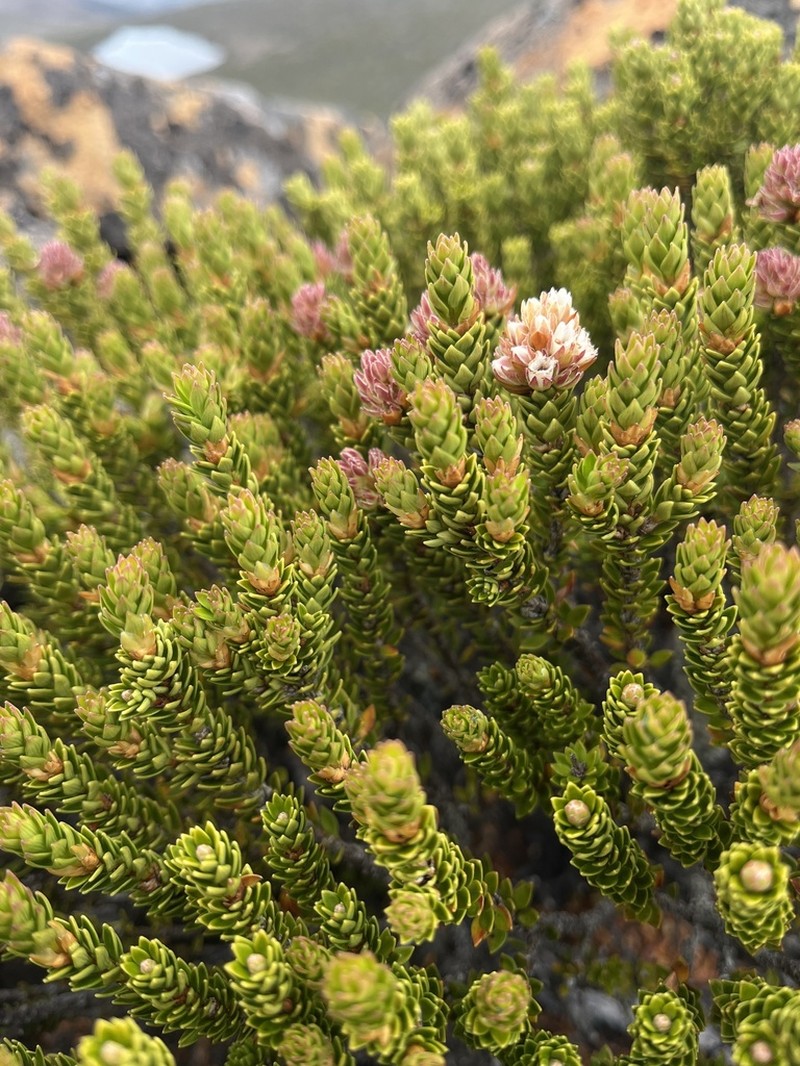 Archeria serpyllifolia photo 5