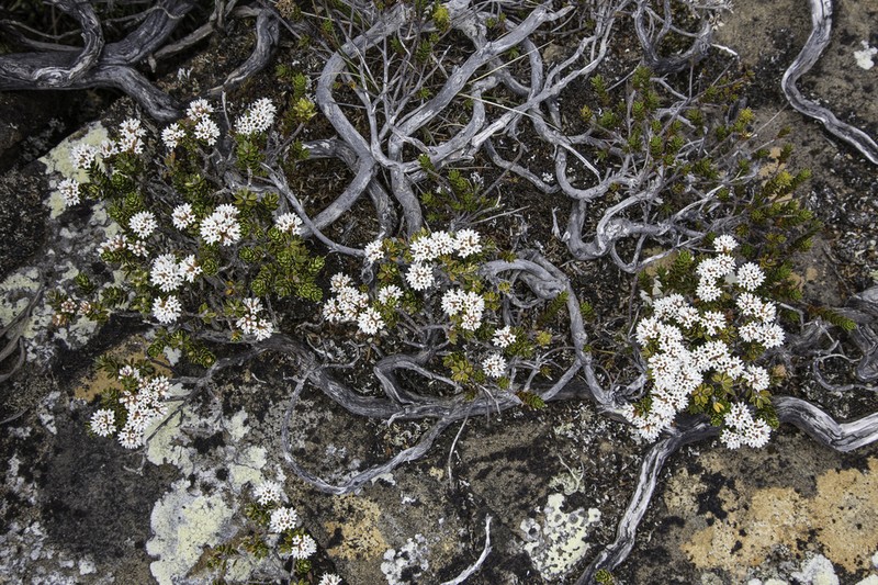 Archeria serpyllifolia photo 6