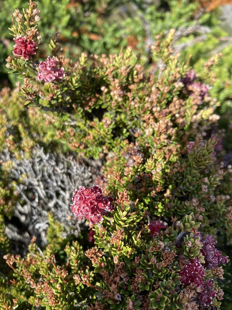 Archeria serpyllifolia photo 7