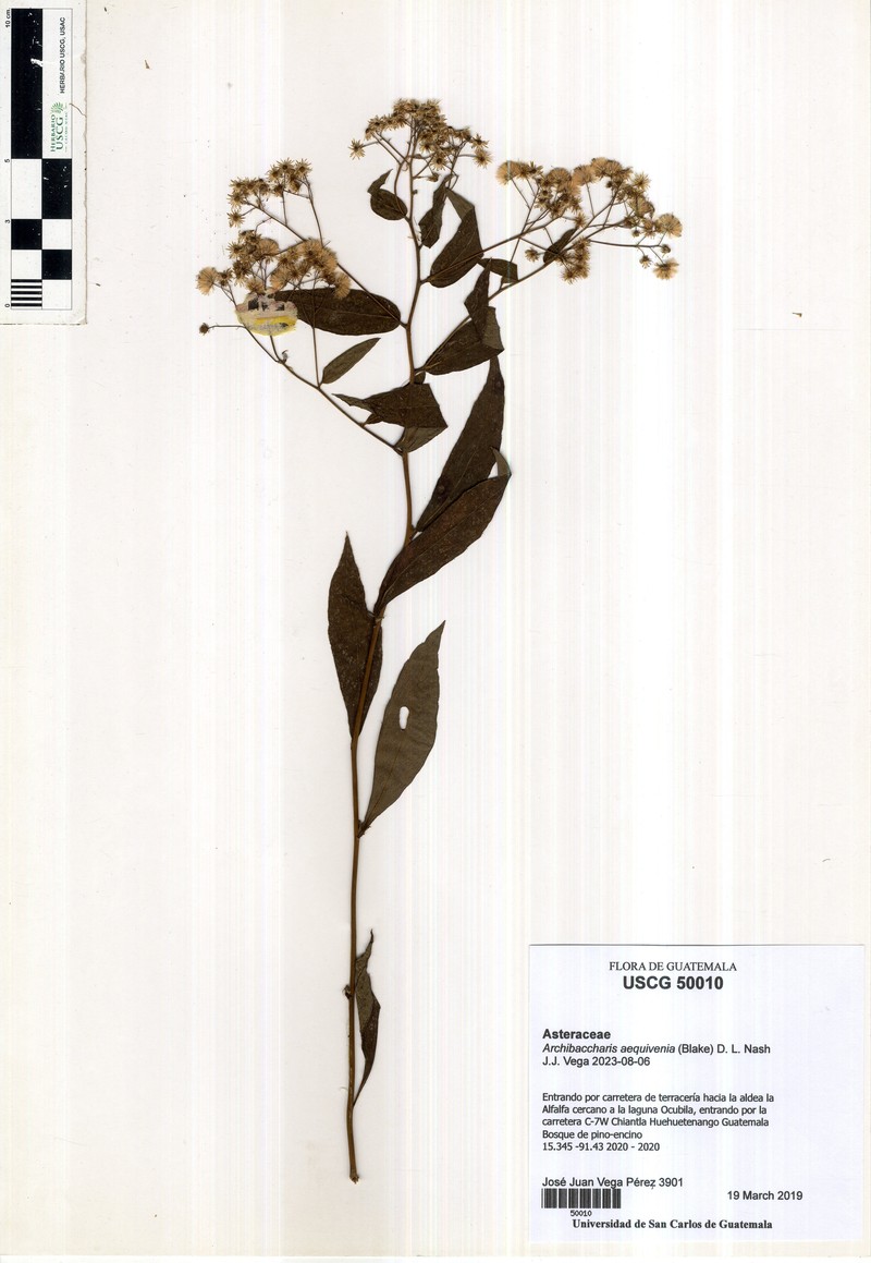 Archibaccharis aequivenia