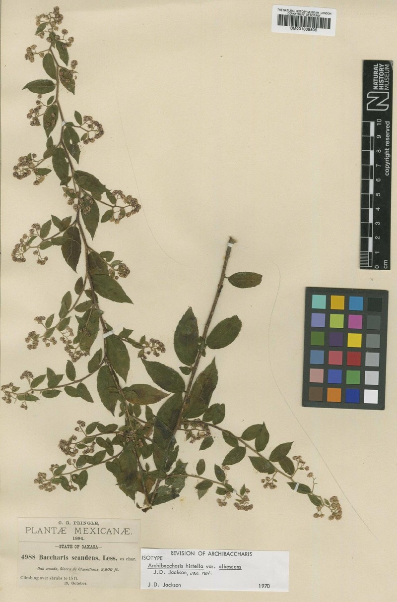 Archibaccharis albescens