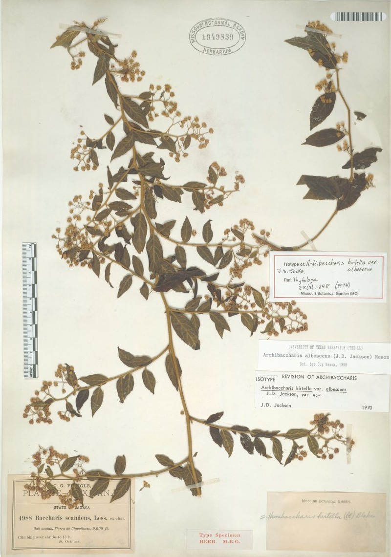 Archibaccharis albescens photo 2