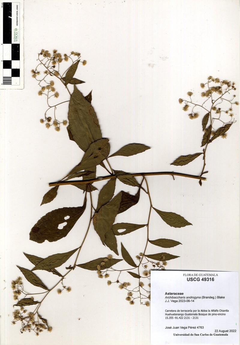 Archibaccharis androgyna
