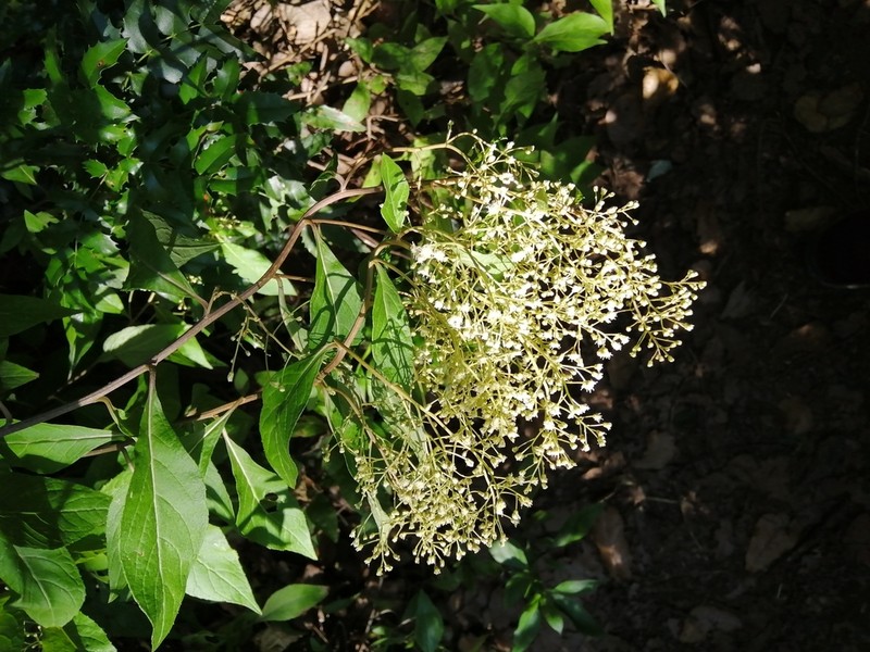 Archibaccharis asperifolia