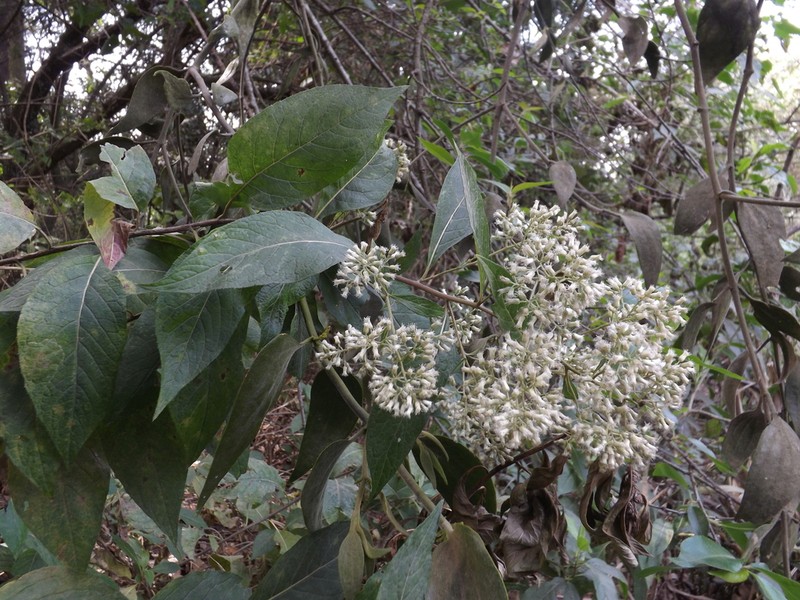 Archibaccharis asperifolia photo 2