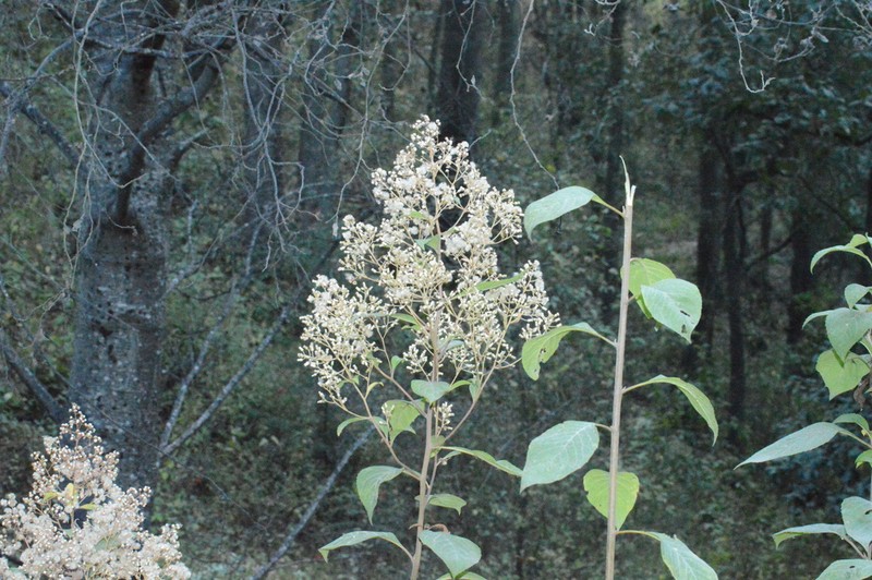 Archibaccharis asperifolia photo 3