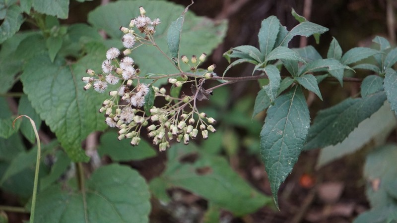 Archibaccharis asperifolia photo 4