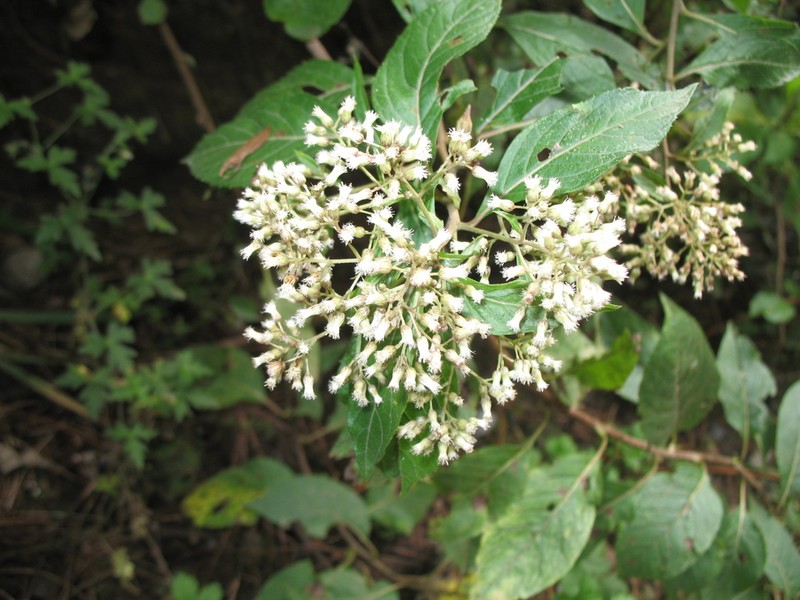 Archibaccharis asperifolia photo 5