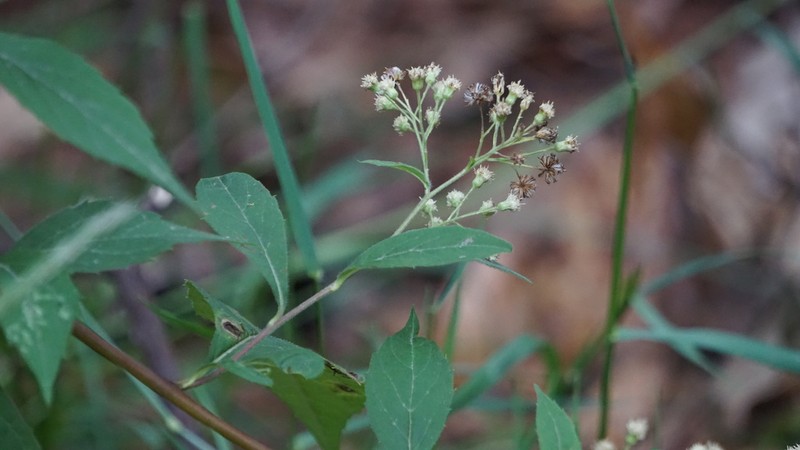 Archibaccharis asperifolia photo 6