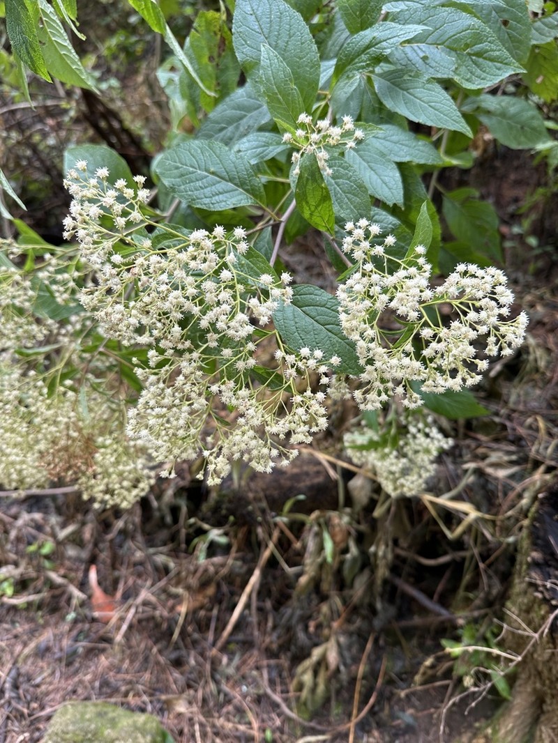 Archibaccharis asperifolia photo 7