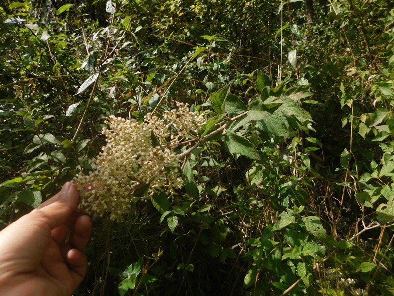 Archibaccharis asperifolia photo 8