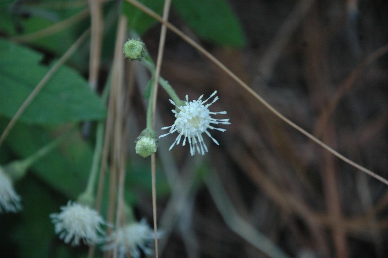 Archibaccharis auriculata