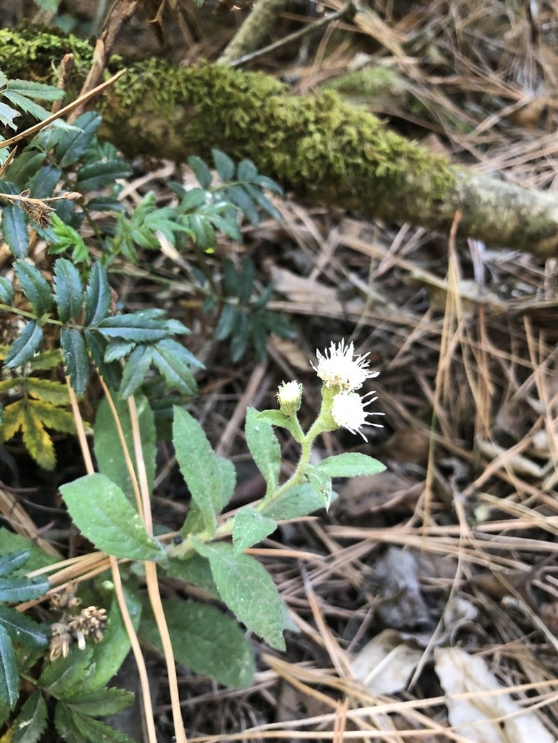 Archibaccharis auriculata photo 2