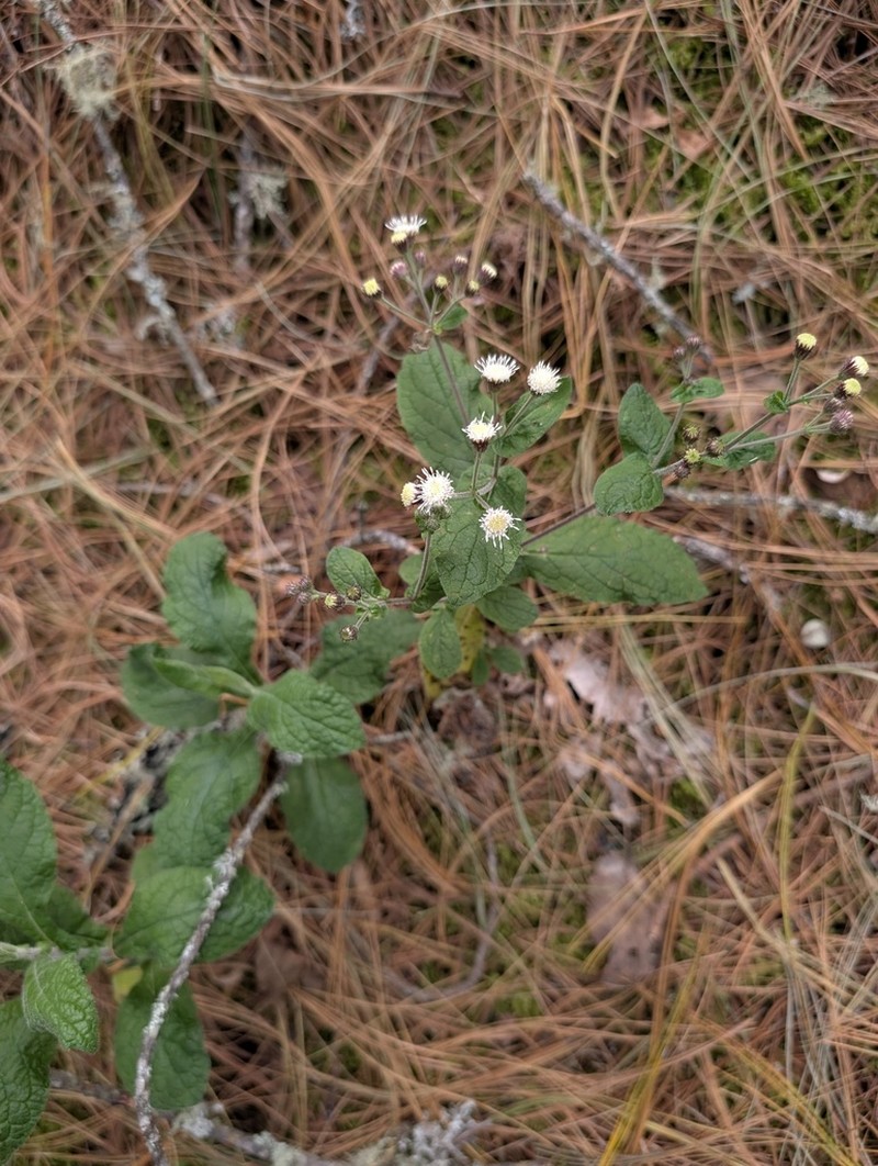 Archibaccharis auriculata photo 3