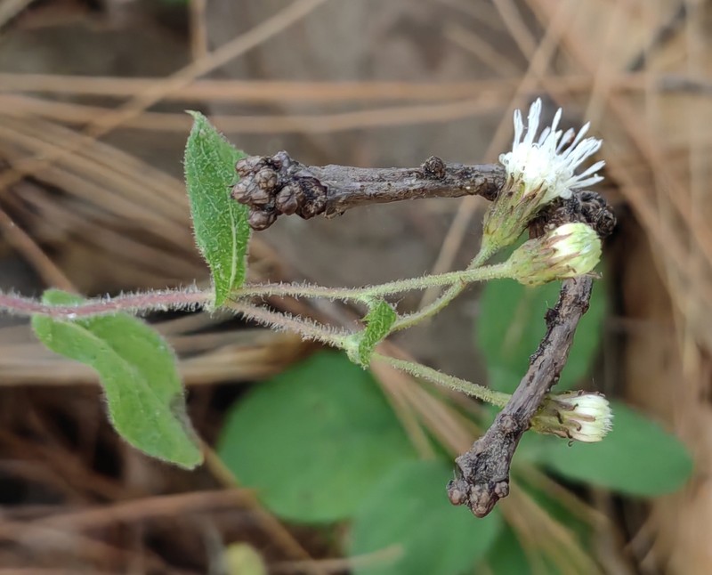 Archibaccharis auriculata photo 4