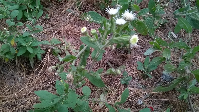 Archibaccharis auriculata photo 5