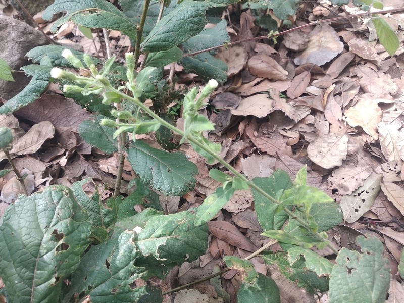 Archibaccharis auriculata photo 6
