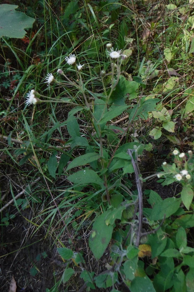Archibaccharis auriculata photo 7