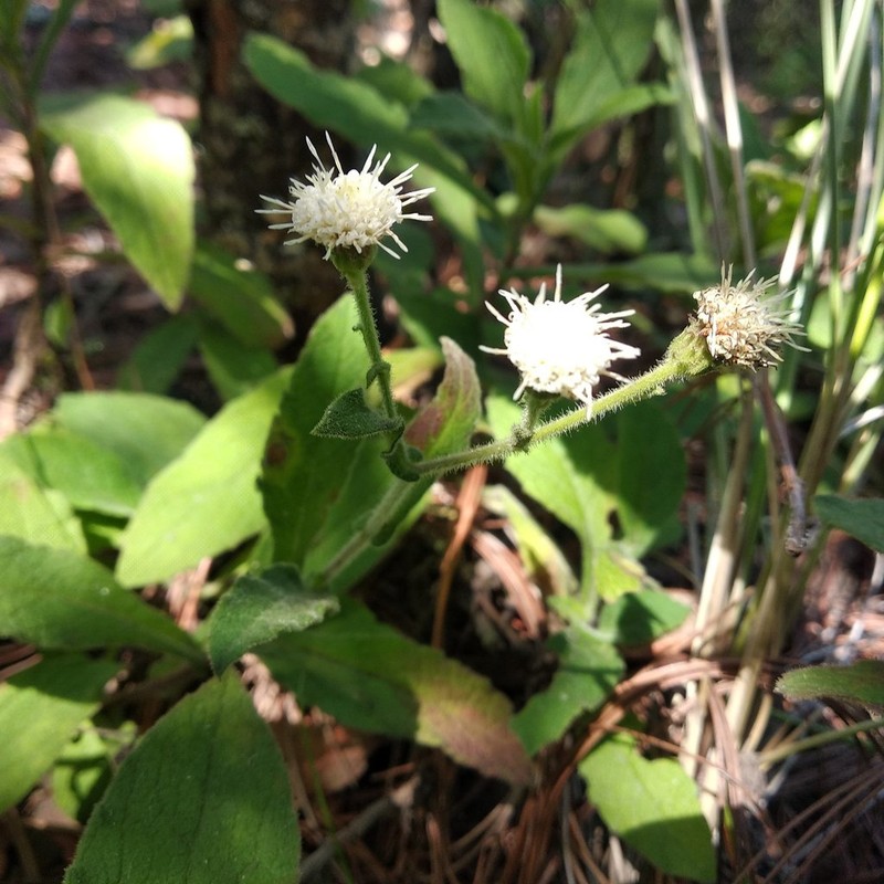 Archibaccharis auriculata photo 8