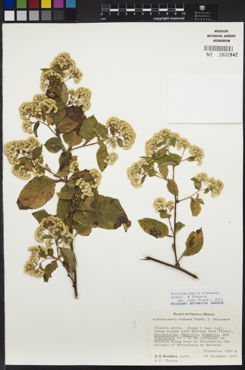 Archibaccharis blakeana